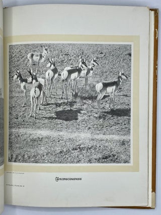 Hoofs, Claws and Antlers of the Rocky Mountains by the Camera