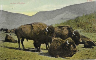 Charles 'Charlie' Edward Morris Post Card Collection of Cowboys, Cowgirls, and Native Americans