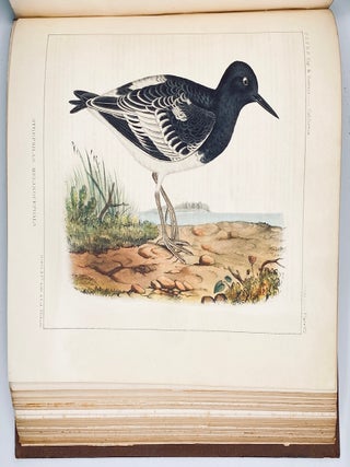 The Natural History of Washington Territory, with Much Relating to Minnesota, Nebraska, Kansas, Oregon, and California, Between the Thirty-Sixth and Forty-Ninth Parallels of Latitude