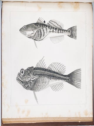 The Natural History of Washington Territory, with Much Relating to Minnesota, Nebraska, Kansas, Oregon, and California, Between the Thirty-Sixth and Forty-Ninth Parallels of Latitude