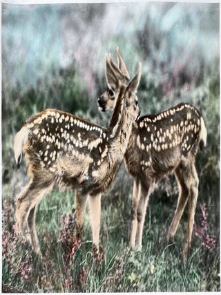 Item #7144 Two Fawns, Yellowstone Park. Jack Ellis Haynes