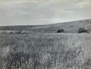 Item #7561 Elk and Buffalo - Hazelbaker Ranch - Big Hole Basin Mont. Albert Schlechten