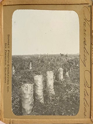 Northern California Magic Lanterns: Agricultural, Big Trees, Missions
