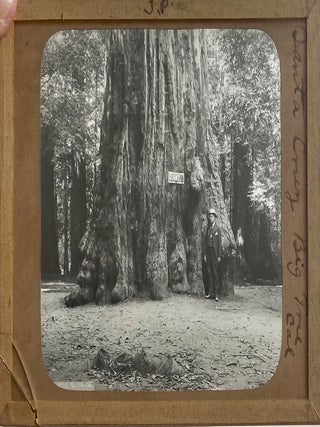Northern California Magic Lanterns: Agricultural, Big Trees, Missions