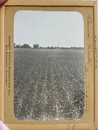 Northern California Magic Lanterns: Agricultural, Big Trees, Missions