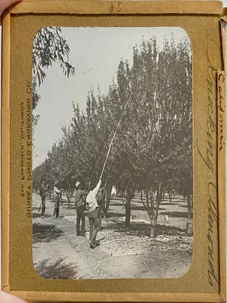 Northern California Magic Lanterns: Agricultural, Big Trees, Missions