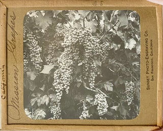 Northern California Magic Lanterns: Agricultural, Big Trees, Missions