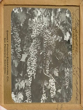 Northern California Magic Lanterns: Agricultural, Big Trees, Missions